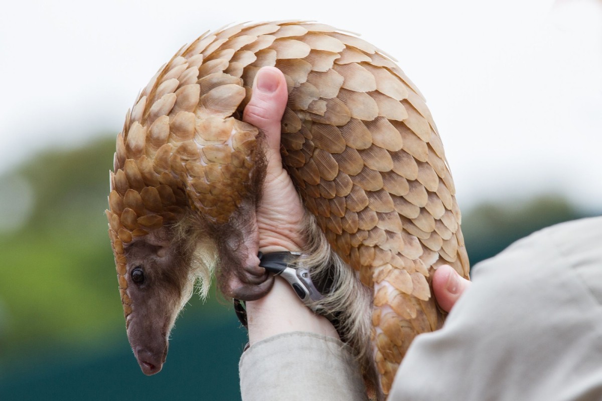 Pangolin Coronavirus Covid-19
