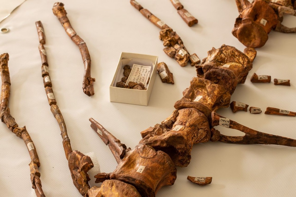 Fósiles Dinosaurio Acuático Descubren fósiles del primer dinosaurio acuático conocido