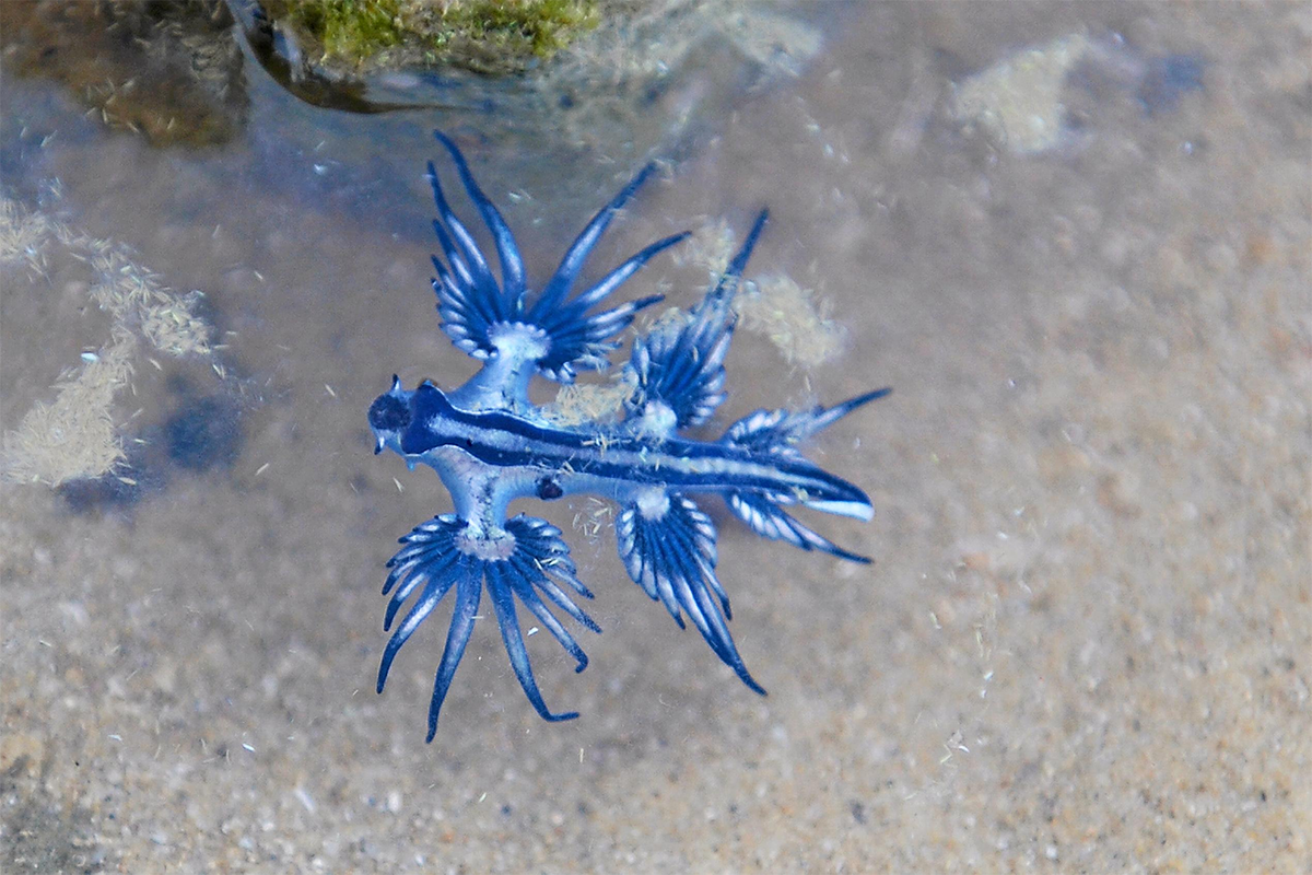 ¿Qué son los dragones azules que se encontraron en Texas? 20 Dragon Azul ¿Qué son los dragones azules que se encontraron en Texas?
