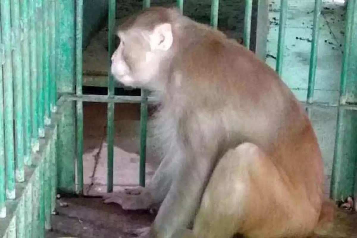 Mono alcohólico que asesinó a una persona será encerrado de por vida en una jaula 11 Mono Asesino Alcoholico India Mono alcohólico que asesinó a una persona será encerrado de por vida en una jaula
