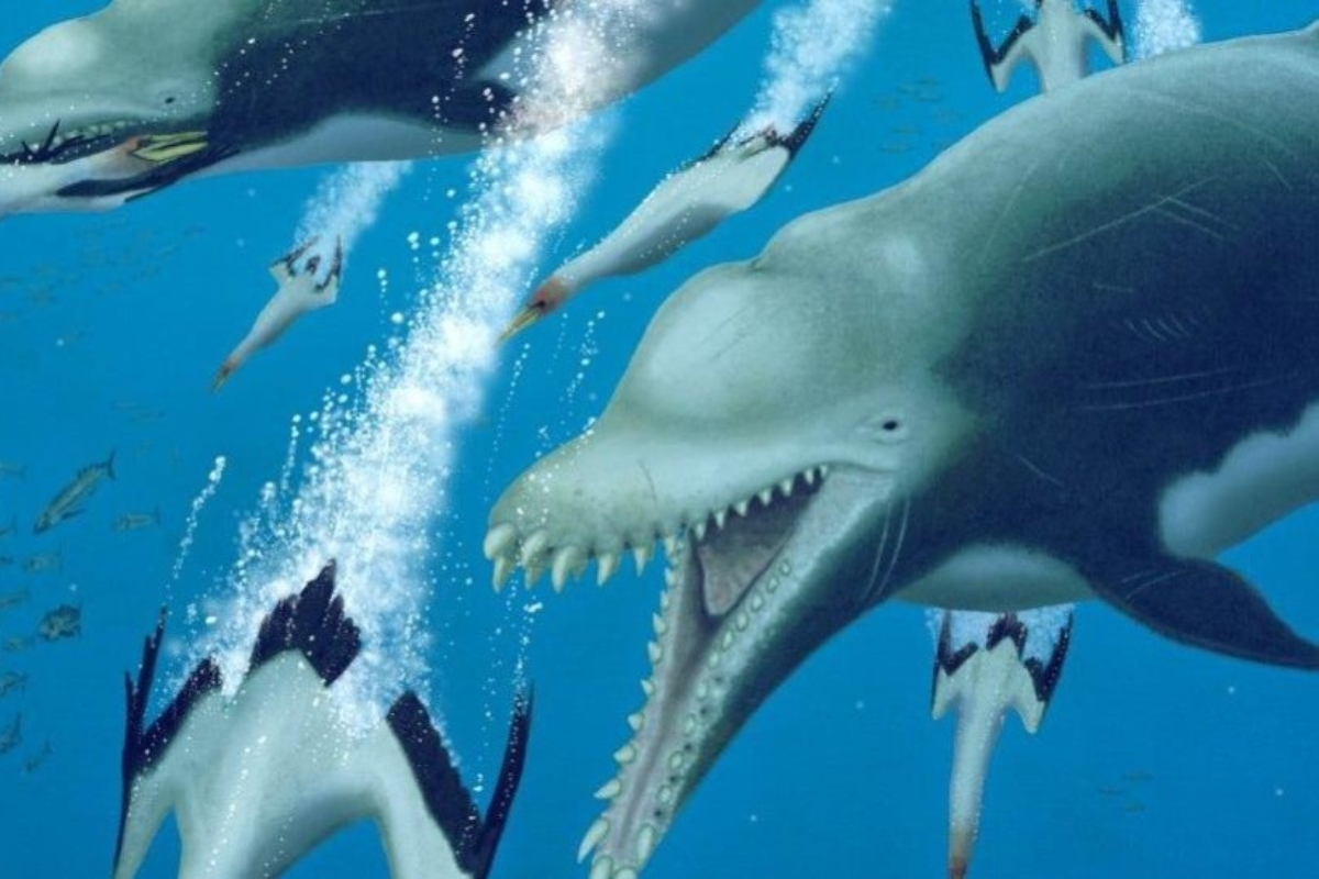 Científicos descubren fósil de delfín asesino gigante