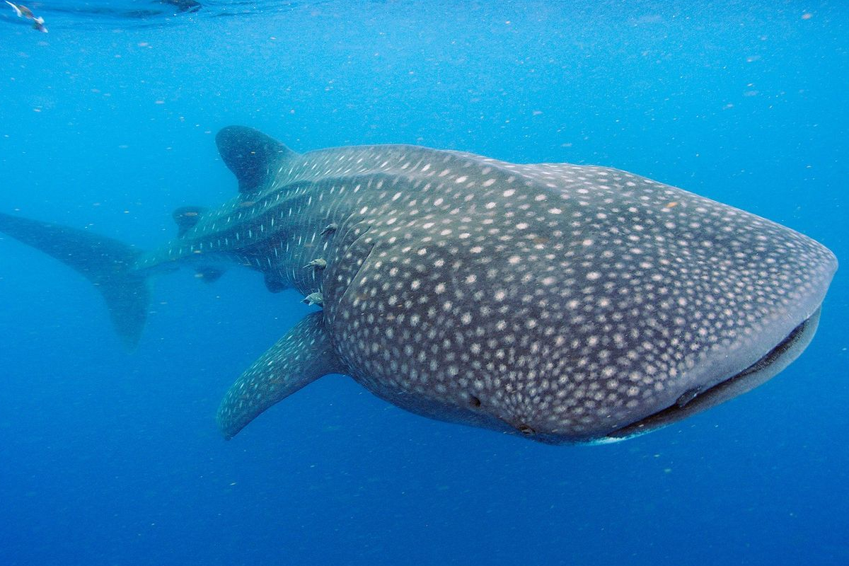 Tiburon Ballena Ojos Dientes Científicos japoneses descubren que el tiburón ballena tiene dientes en los ojos