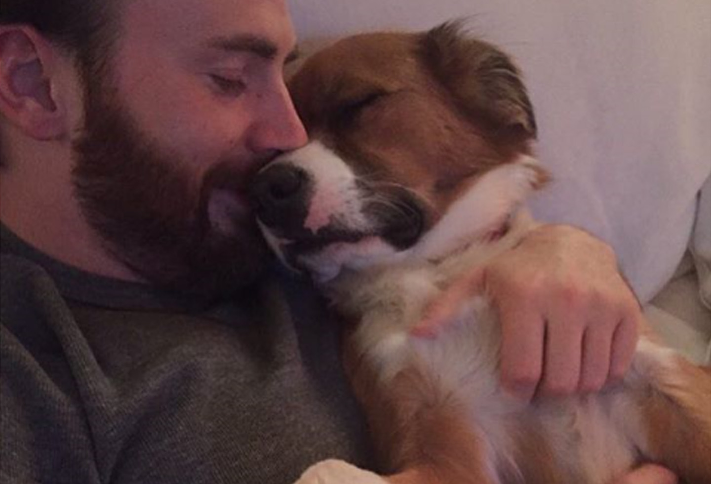 chris evans dodger perro 1 Chris Evans comparte noticias de la cirugía de su perrito: todo salió bien