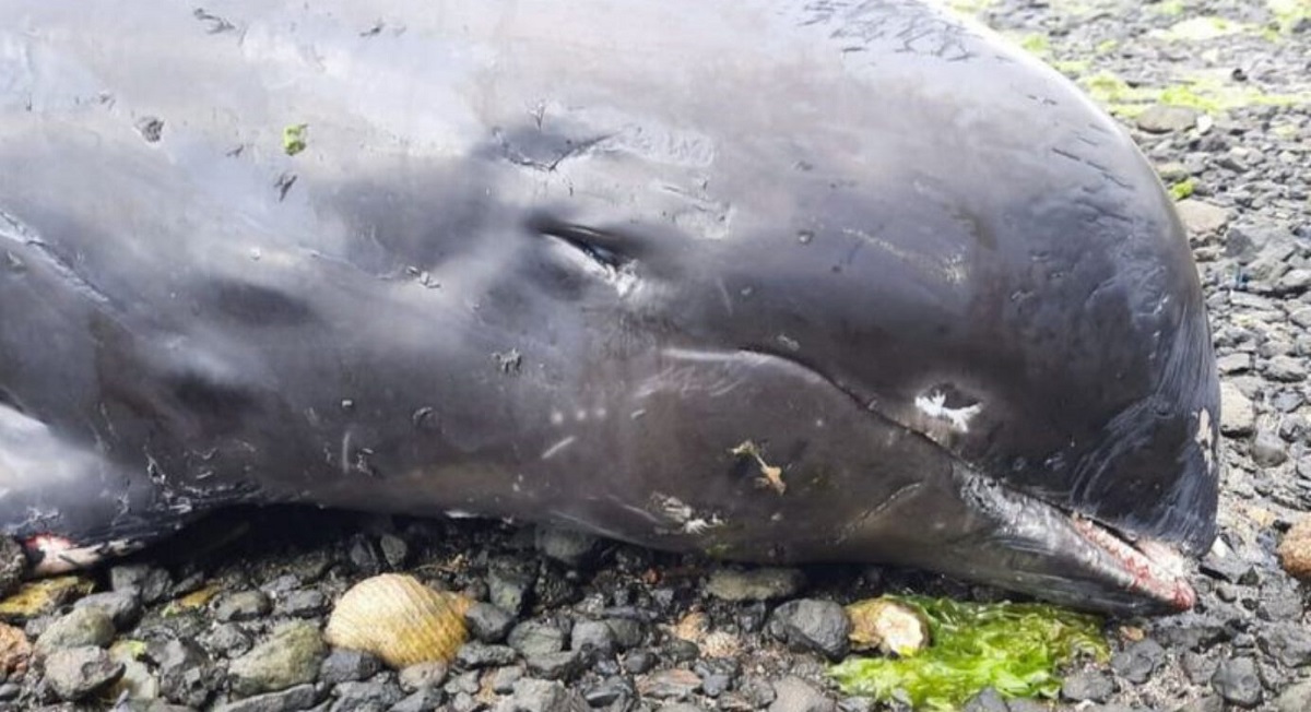 Hallan muertos a 17 delfines tras un derrame petrolero 17 Delfínes Muertos Mauricio