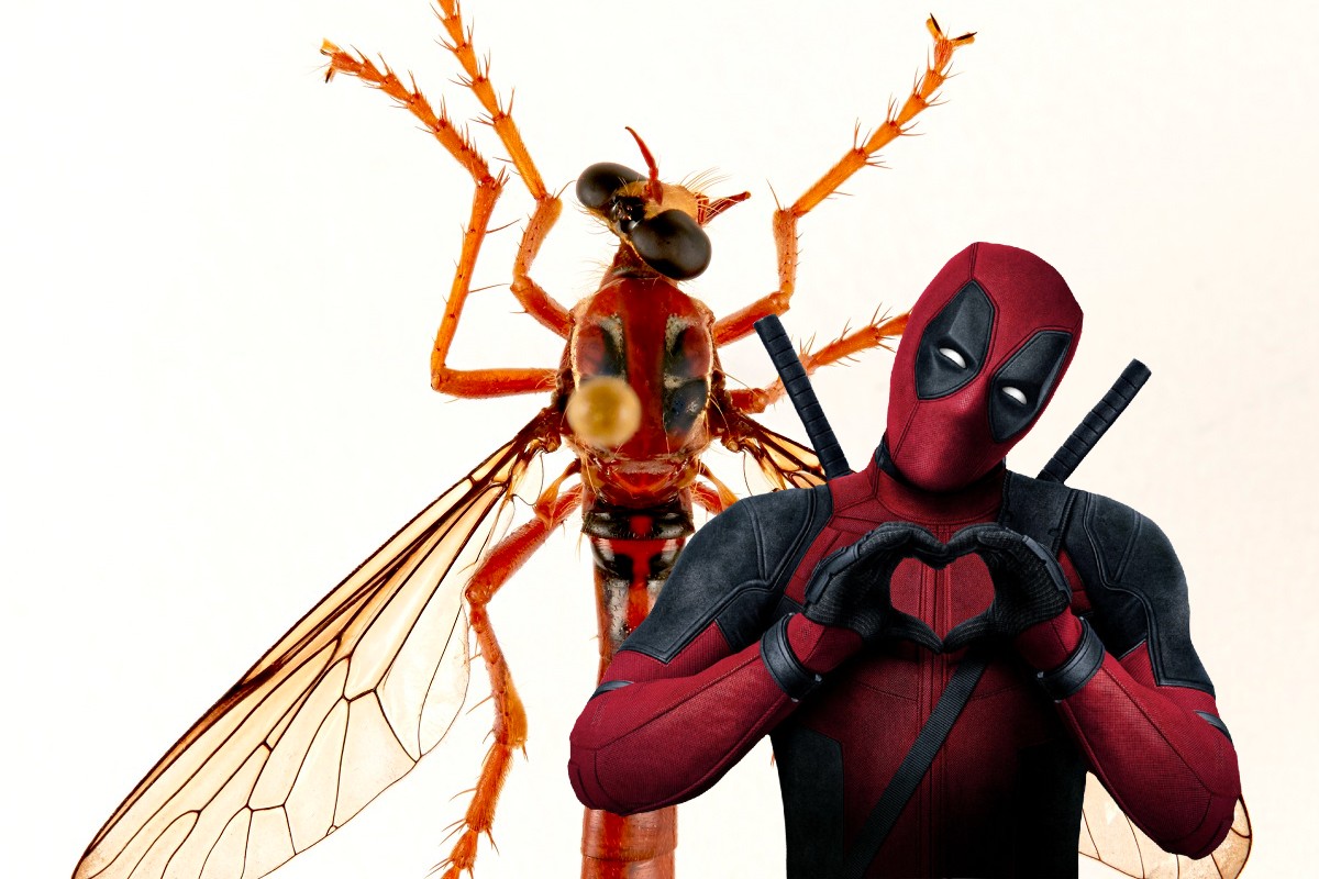Nuevas Especies Moscas Nombradas Heroes Marvel (1)