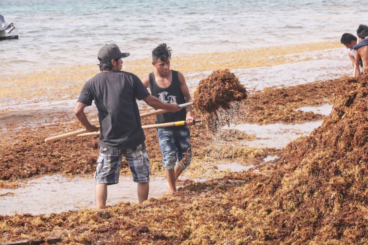 sargazo en Caribe mexicano