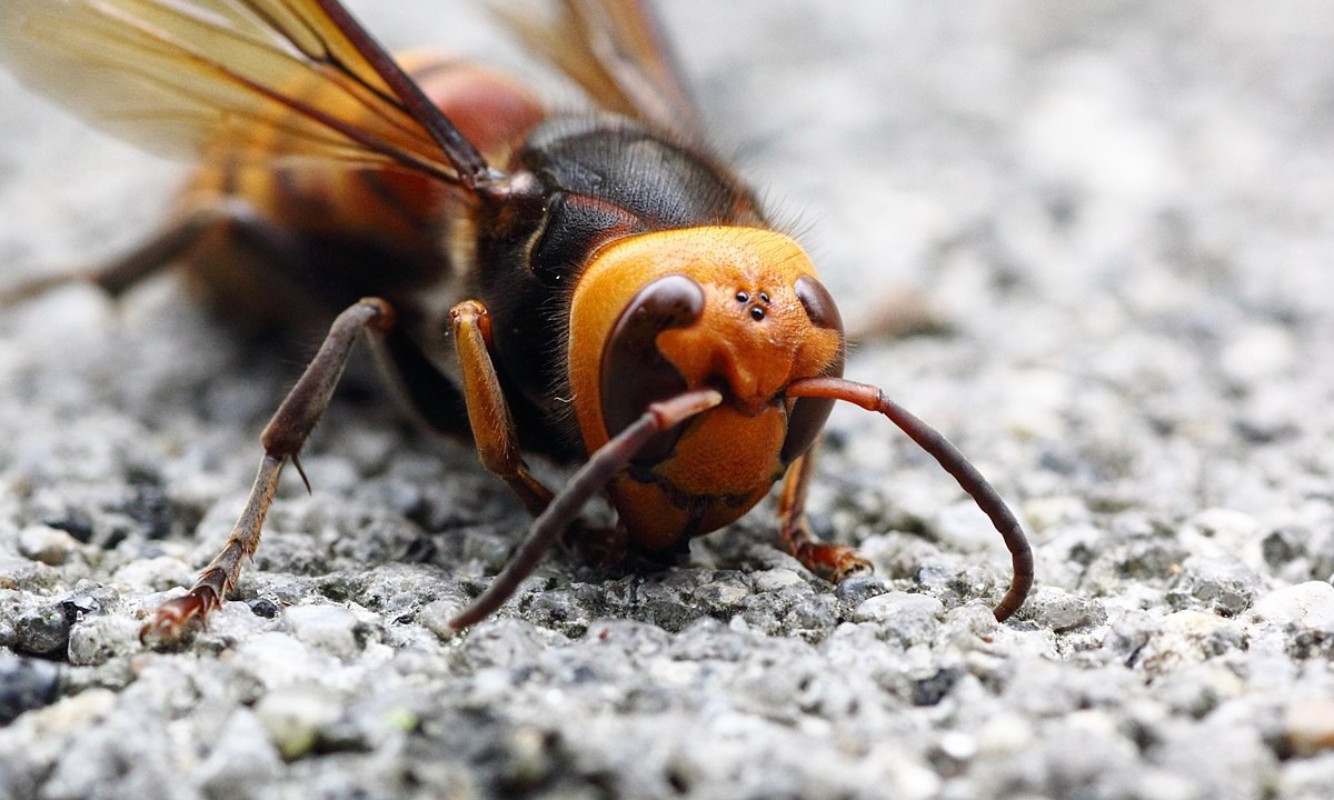 Avispones gigantes nido
