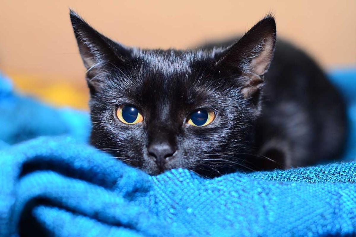 Sonreír como gato