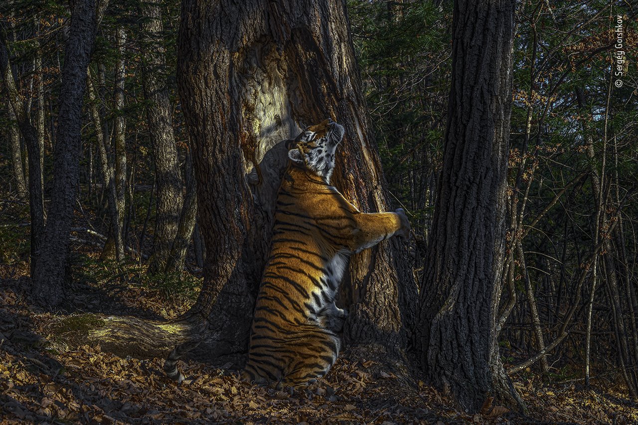 Esta es la fotografía ganadora del Wildlife Photographer of the Year 2020