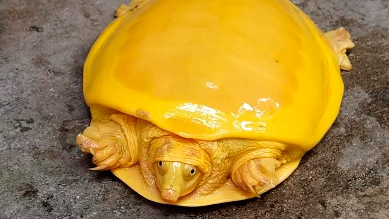 tortuga amarilla en India