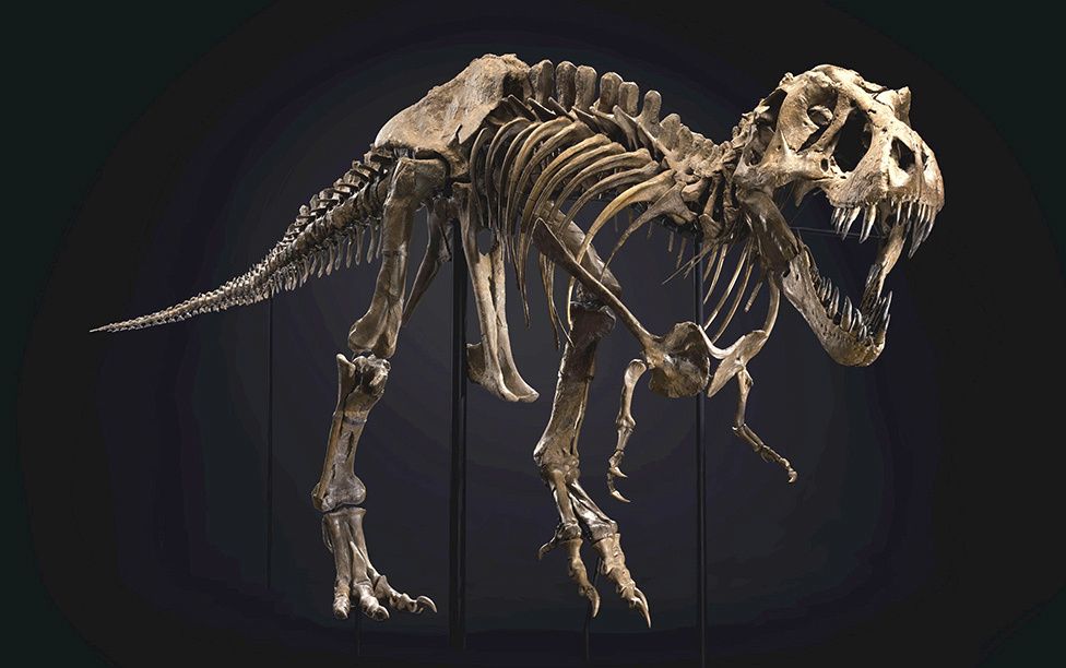 Stan, Tiranosaurio Rex