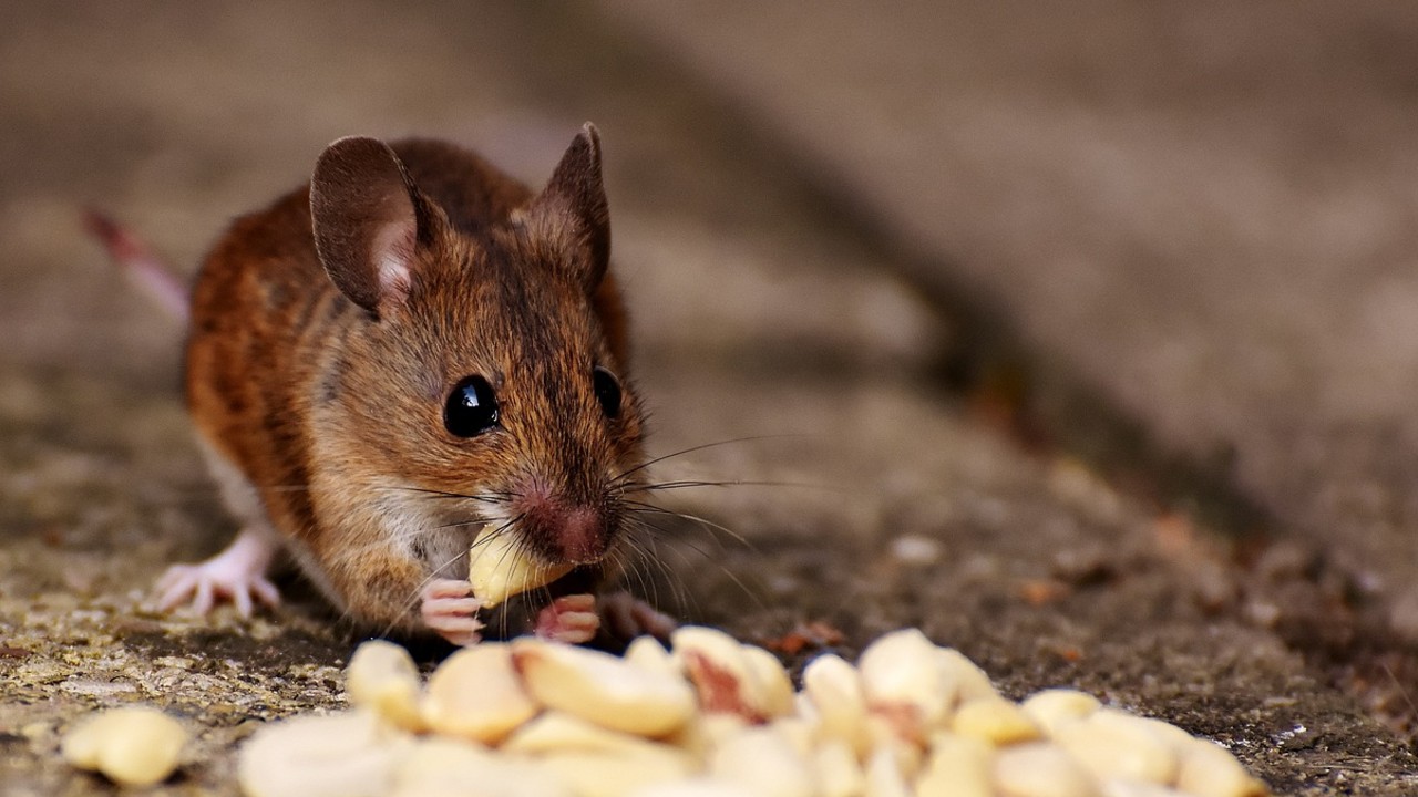 Alemania detecta hantavirus Alemania reporta su primer caso de hantavirus en una joven de 18 años
