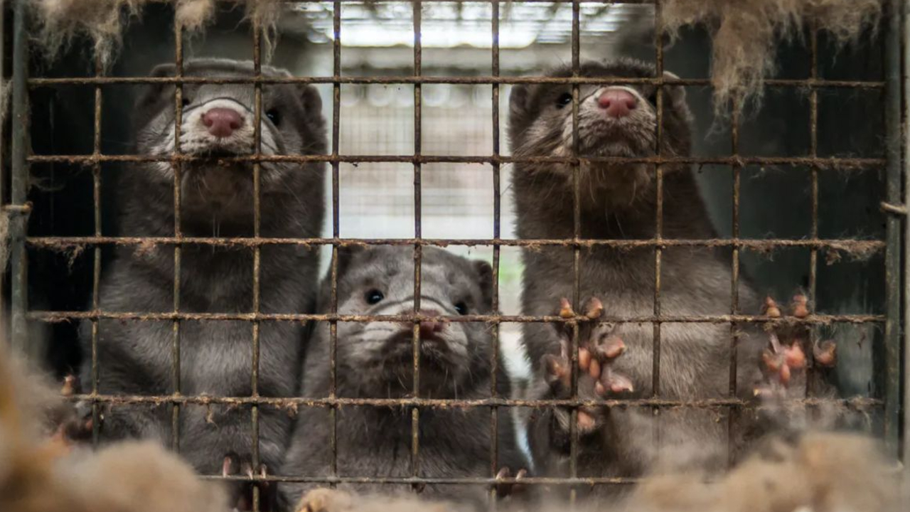Dinamarca ordena sacrificio de visones