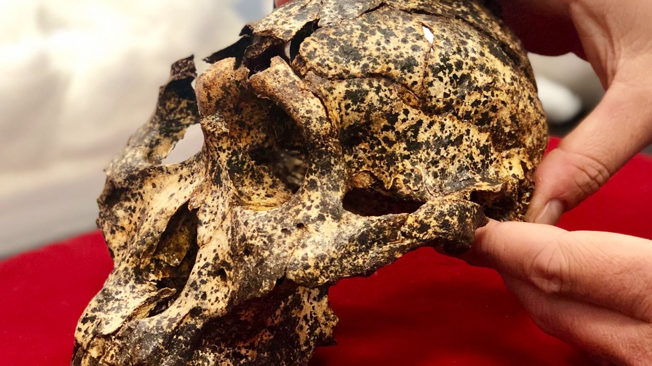 Fósil descubierto de especie extinta revela secretos evolutivos de los seres humanos 13 Hallan fósil de especie humana extinta