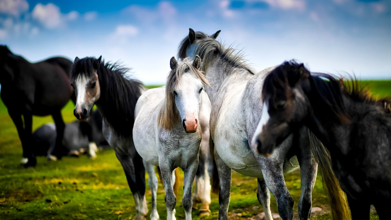 Descubren que los caballos y rinocerontes tuvieron su ancestro en India 17 Descubren ancestro de caballos en la India