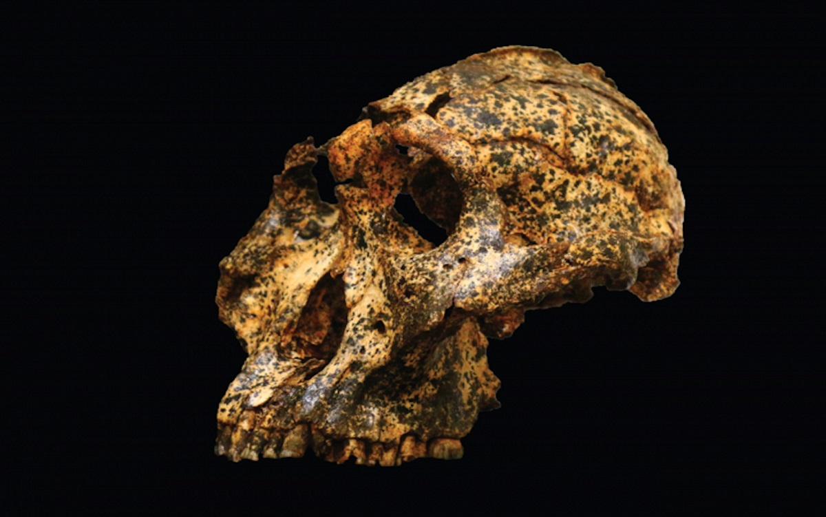 Paranthropus robustus
