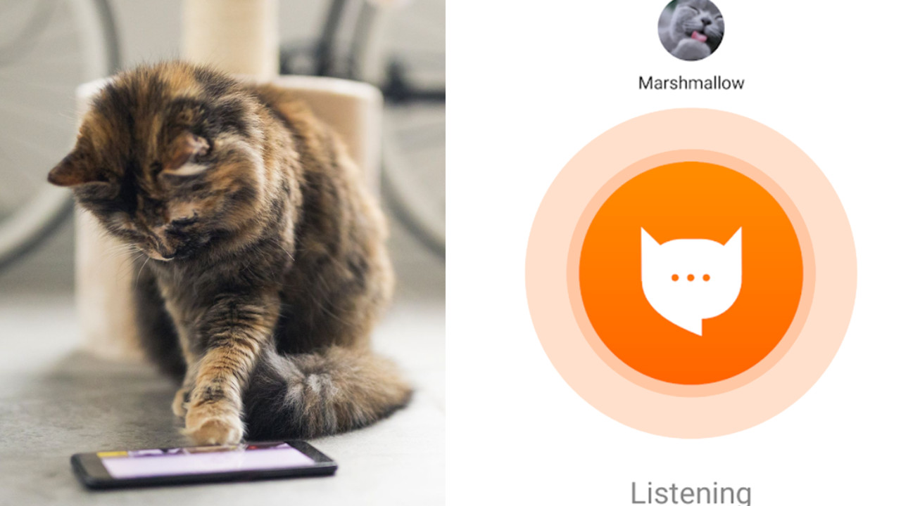 Crean una aplicación para traducir los maullidos de tu gato