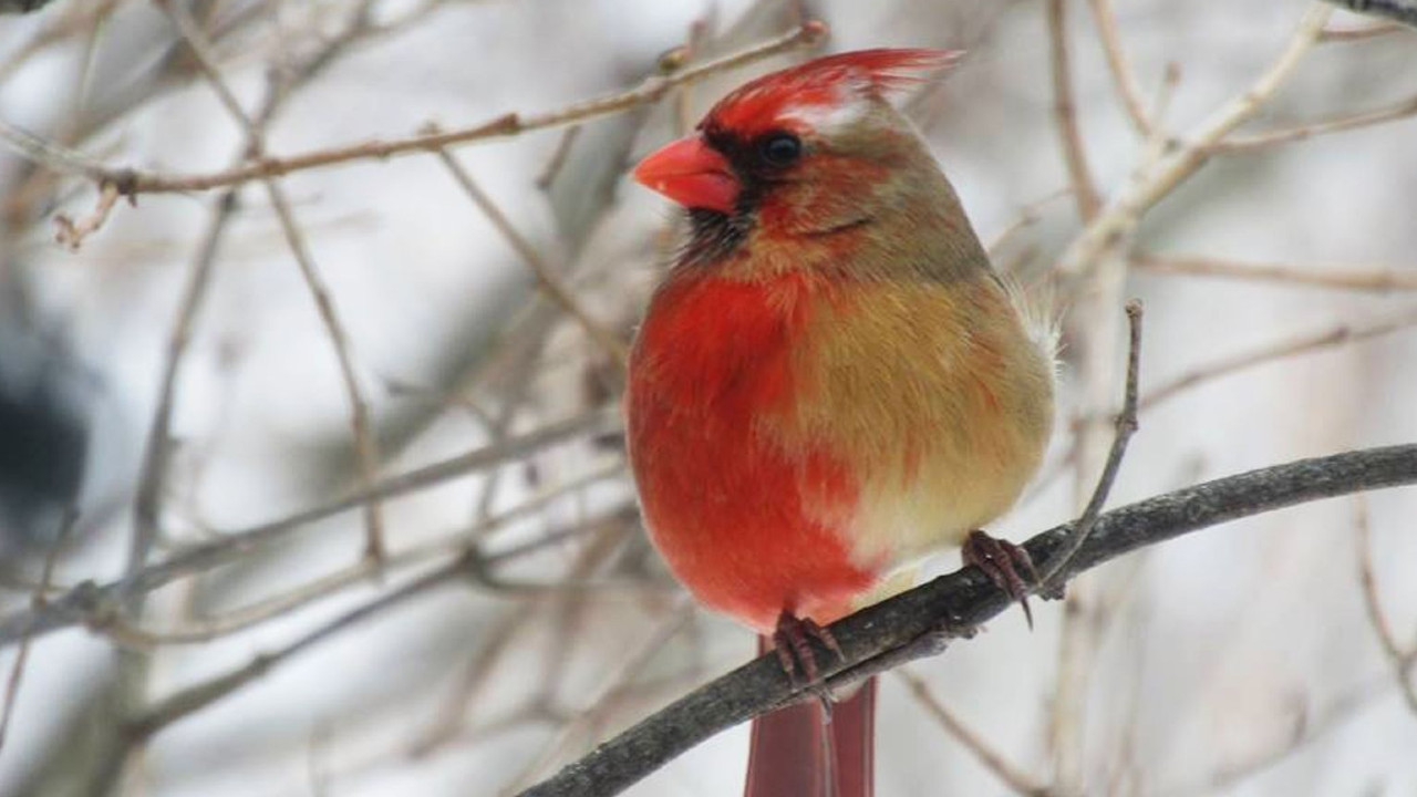 Se descubre un ave mitad hembra y mitad macho, pero no es hermafrodita