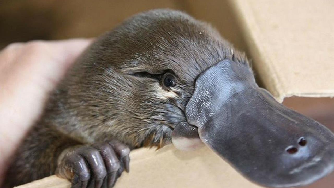 El ornitorrinco es un animal excepcional y por si fuera poco su piel es fluorescente