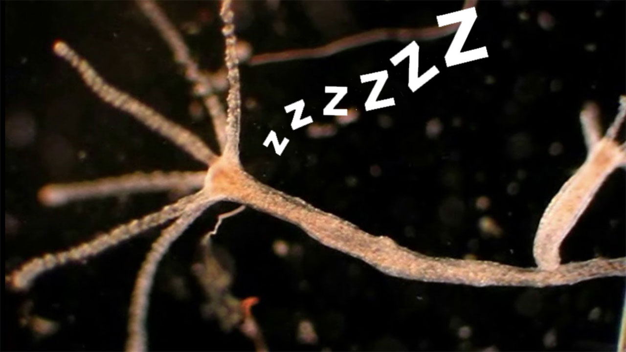 Hydra Vulgaris