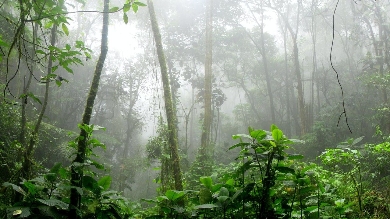 Selva Tropical Colombia Asteroide Extinción Dinosaurios