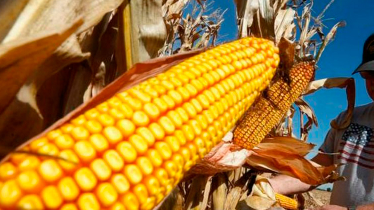 Bayer-Monsanto volverá a acatar la recomendación de disminuir el glisofato