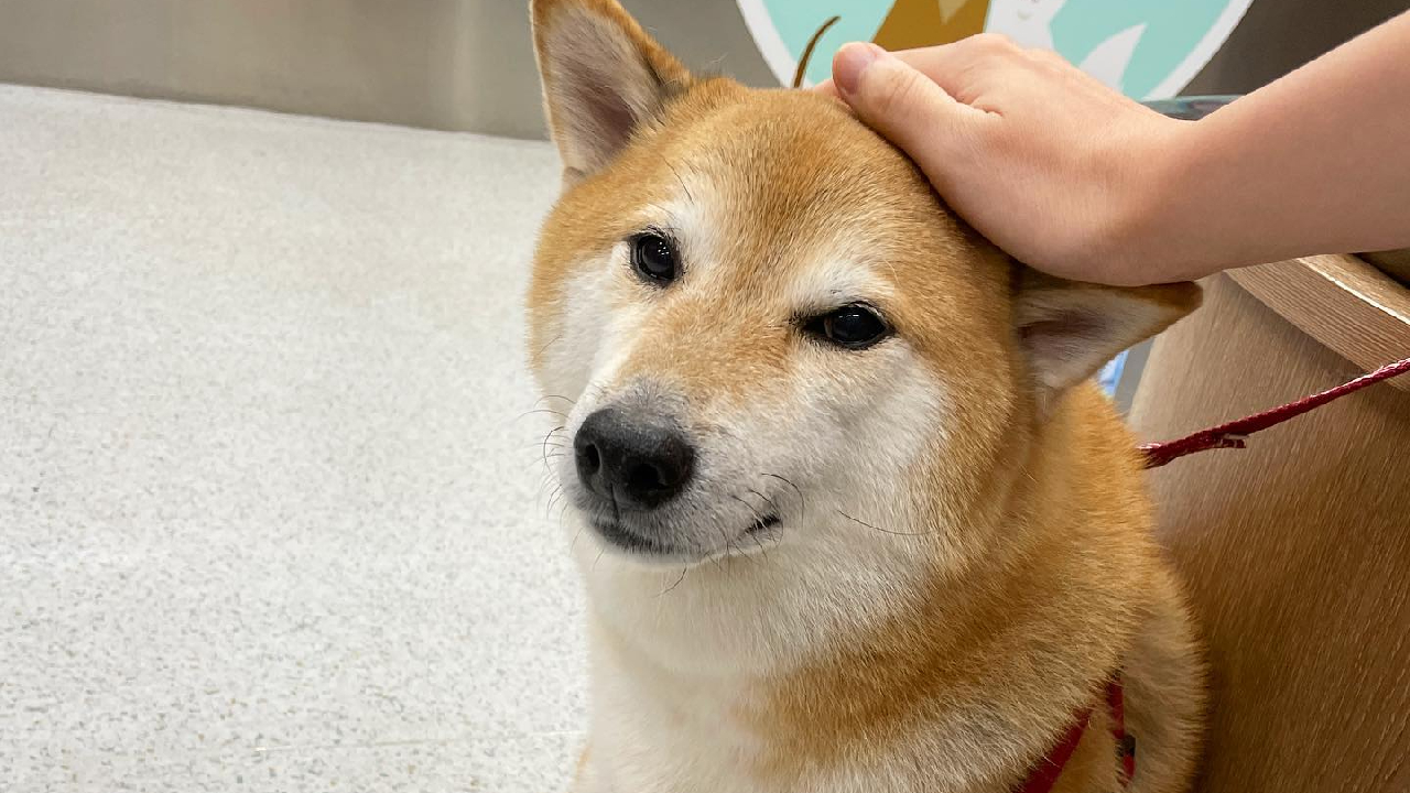 perrito cheems memes hospitalizado pancreatitis