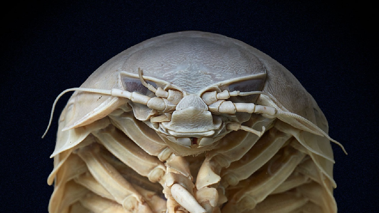 cochinilla gigante golfo de méxico