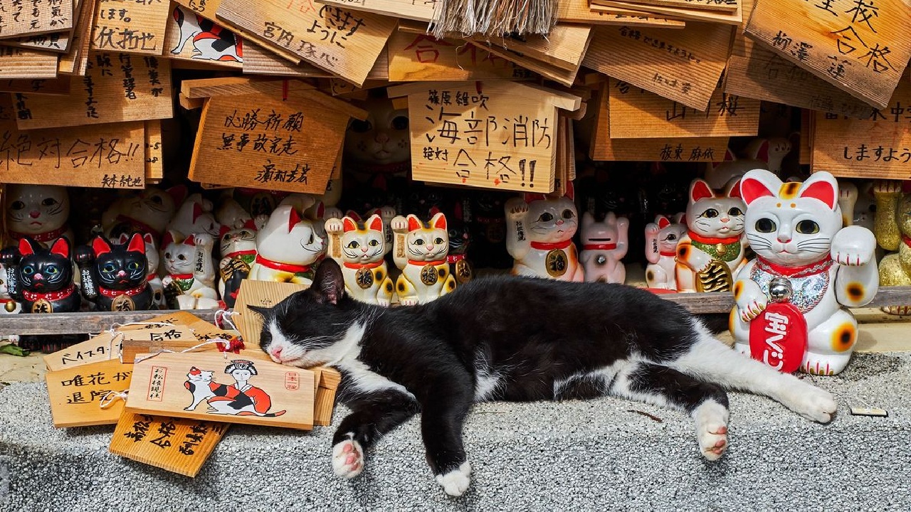 gatos mitología japon cultura día del gato