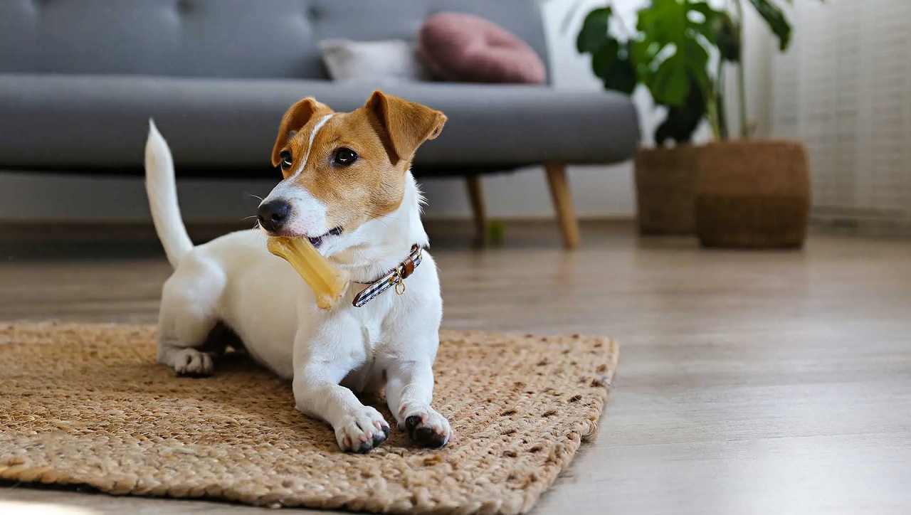 perros mascotas estudio pospandemia