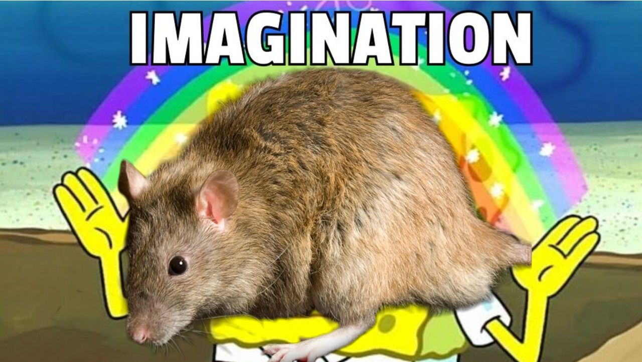 ratas tienen imaginación según estudio