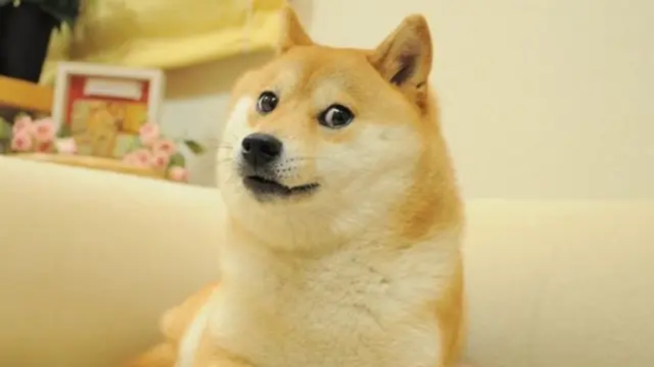 fallece perrito meme doge